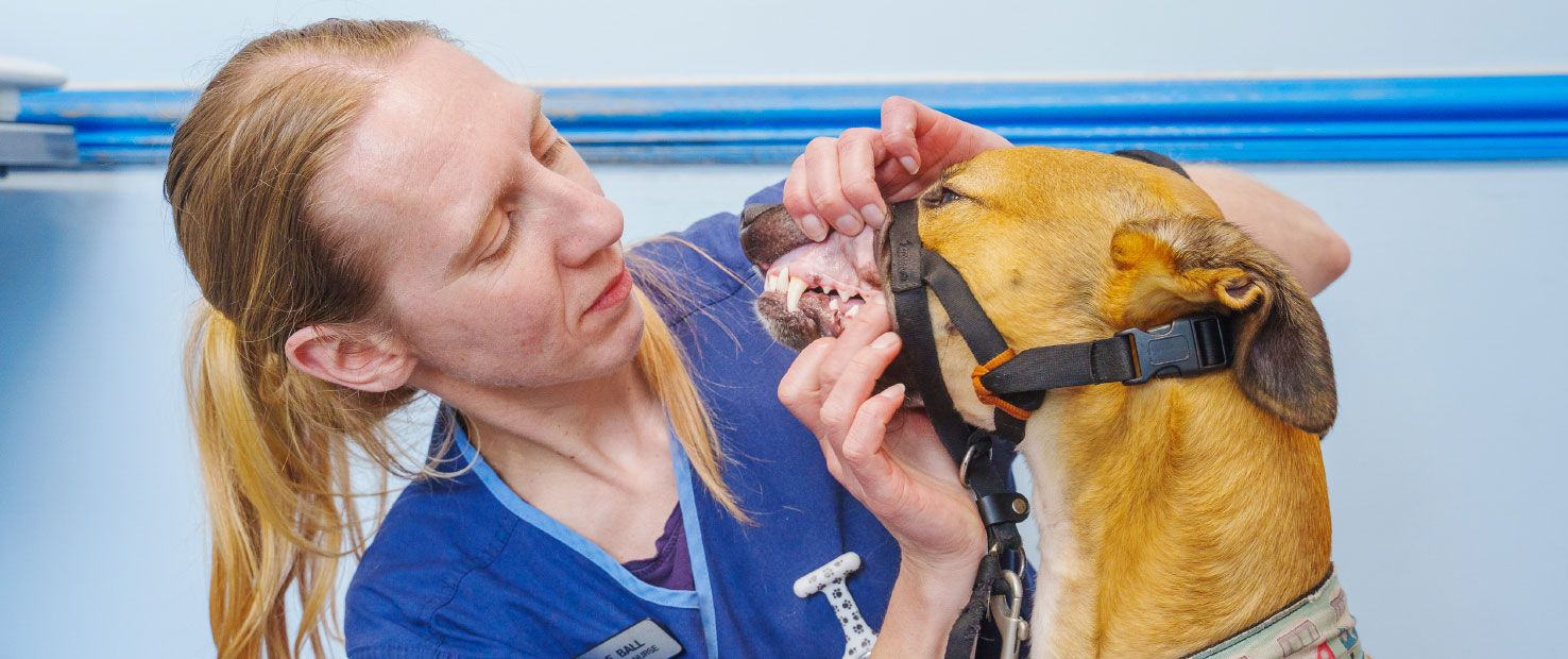 Dental Checks