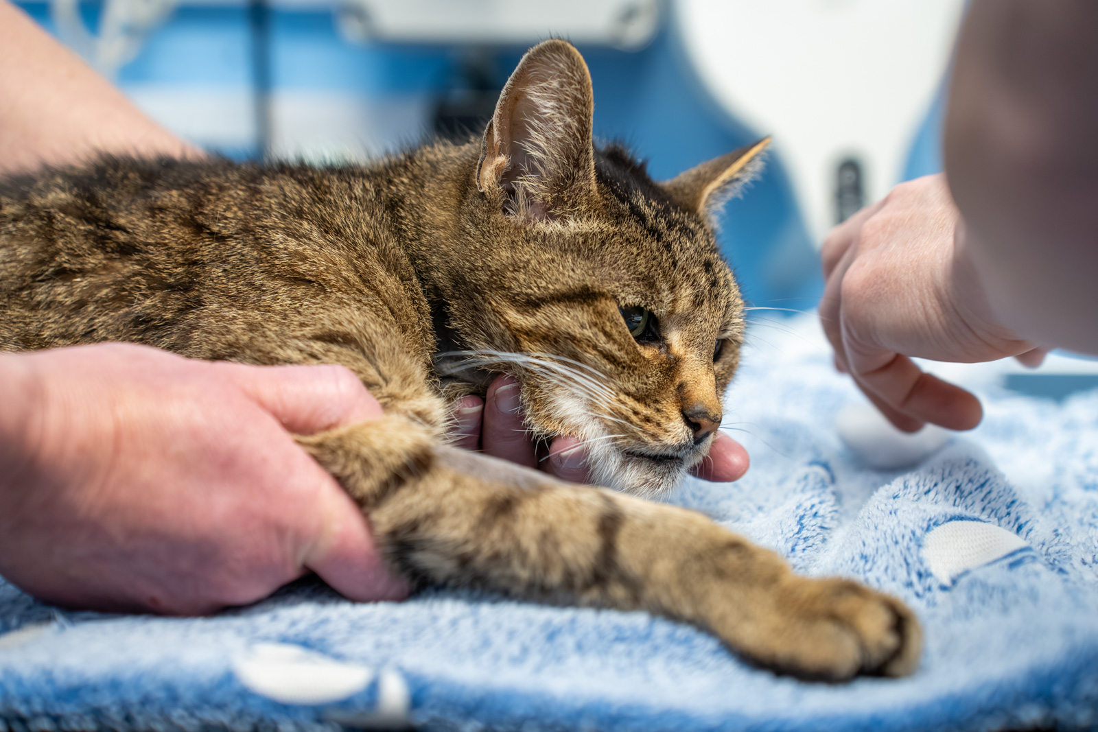 Shearbridge Veterinary Centre (Web) 2026-04 028