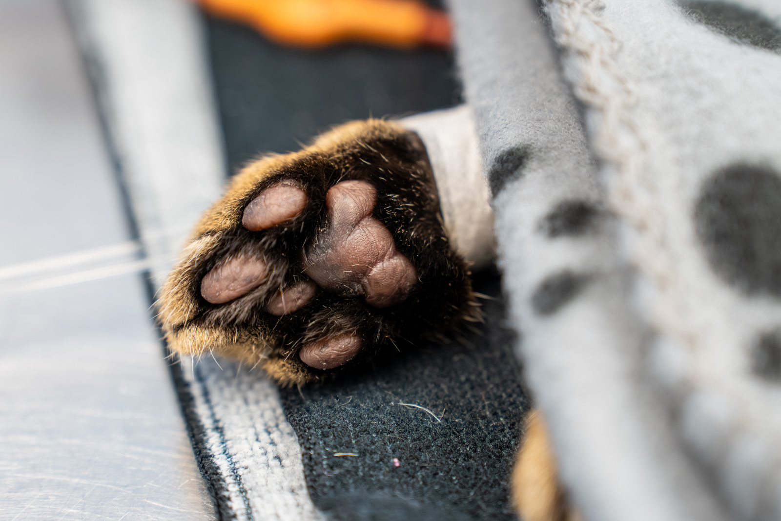 Shearbridge Veterinary Centre (Web) 2026-04 036