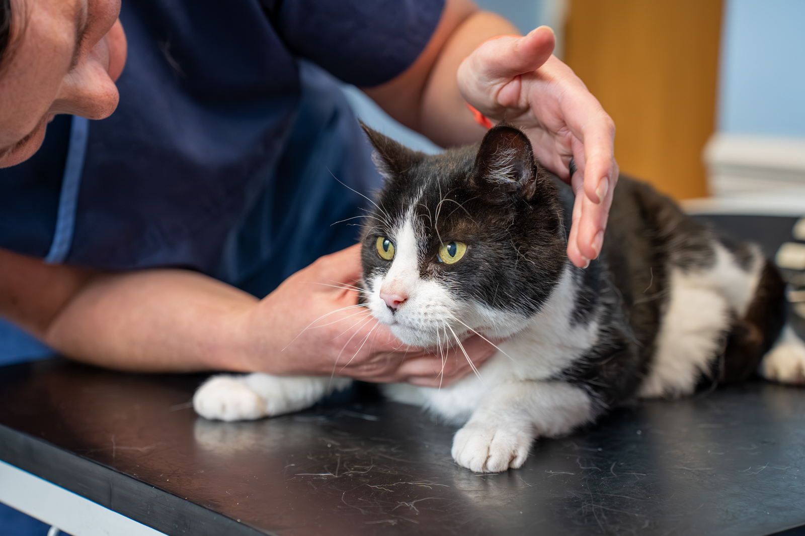 Shearbridge Veterinary Centre (Web) 2026-04 073